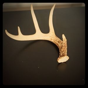 Big Antler